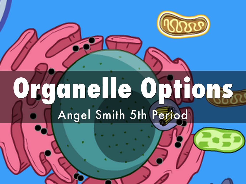 Which Organelle Breaks Down Organelles That Are No Longer Useful? Organelle Options by angelica.smith24